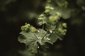 Lady's mantle 5