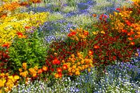 Jardin de fleurs sur Mainau