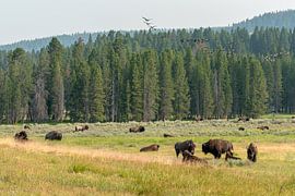 Yellowstone National Park by Studio Retouched fotoshop