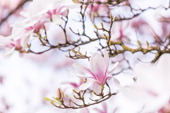 Magnolien in sanfter Tiefe