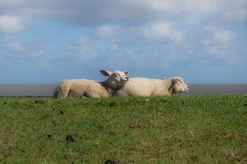 cute sheep by Patrick Verhoef