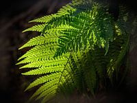 Fern