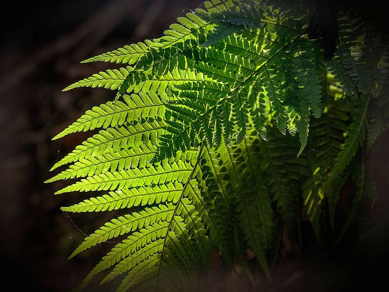 Fern by Rob Boon