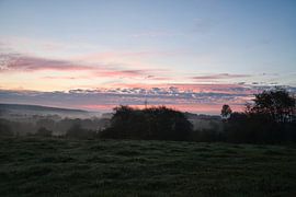 Baum auf einer Wiese bei Nebel zum Sonnenaufgang