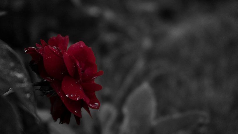 Rose rouge sous la pluie par Patricia Piotrak