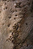 Tronc d'arbre avec structure abstraite