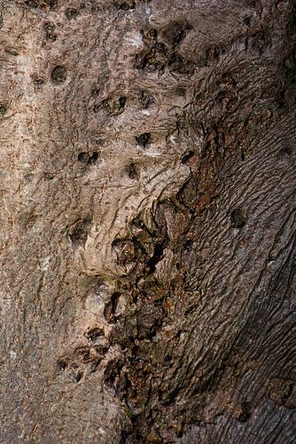 Boomstam met abstracte structuur