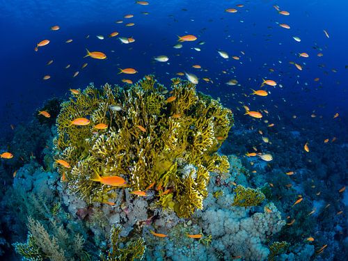 Red Sea flagfish around fire coral
