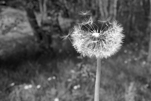 Volgroeide paardenbloem met wegwaaiende zaadjes