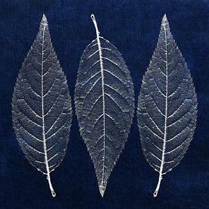 Drei Blätter in Silber auf dunkelblauem Hintergrund