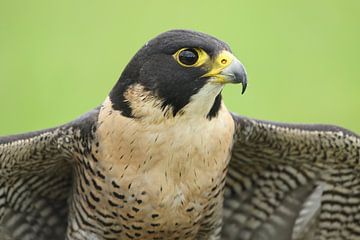 Slechtvalk (Falco peregrinus) van Ronald Pol