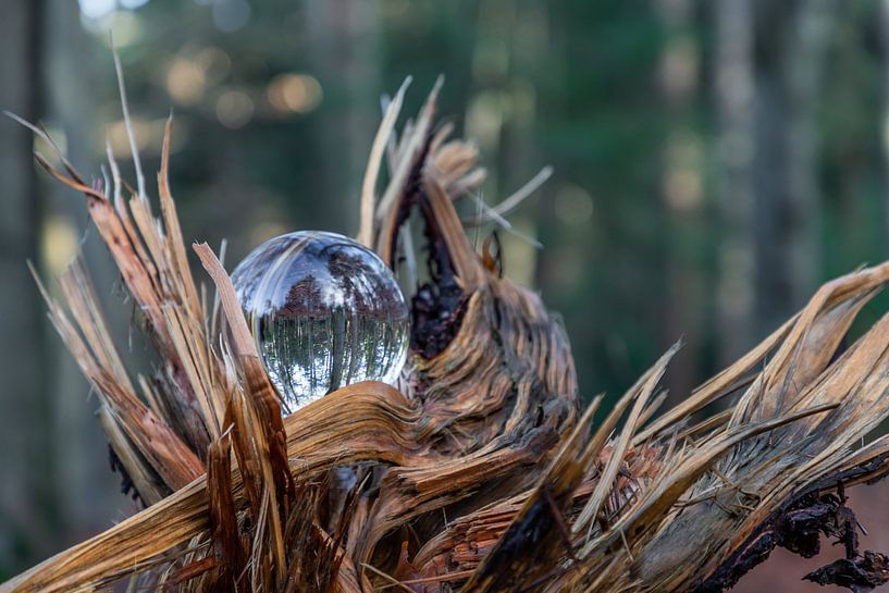 Glass in nature by Henry Nijen Twilhaar