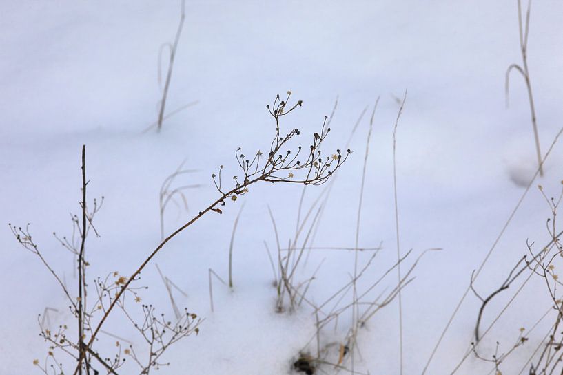 Wintery by Thomas Jäger