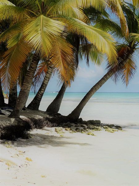 Dominikanische Republik Insel Saona von Iwona Sdunek alias ANOWI