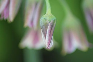 The dense flower! by Nerissa Schluter