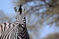 Zebra in the wild- stripes rule the world