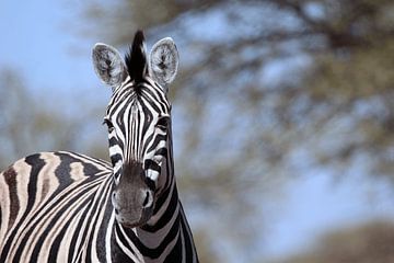 Zebra in het wild- stripes rule the world van Debbie Dewaele