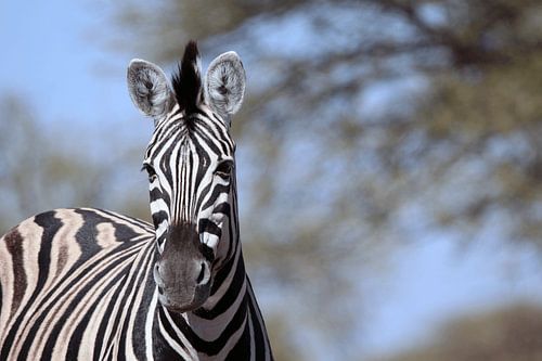 Zebra in het wild- stripes rule the world