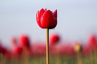 Tulpe bei Sonnenaufgang,.