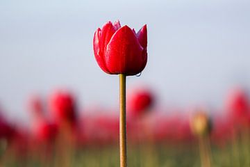 Tulp tijdens zonsopkomst,.