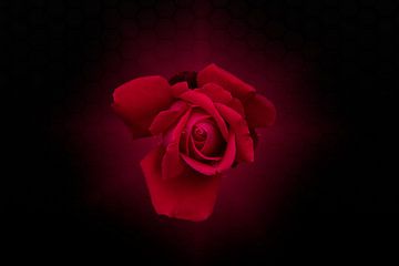 rose rouge fond noir sur Ribbi