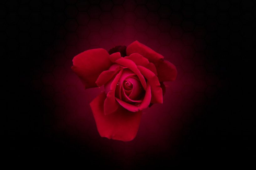 rote Rose schwarzer Hintergrund von Ribbi