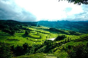 Groene rijstvelden in Yunan, China