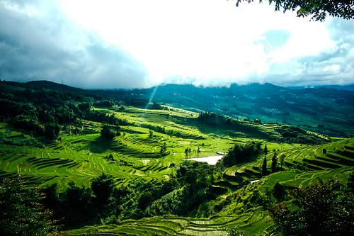Rizières vertes dans le Yunan, en Chine