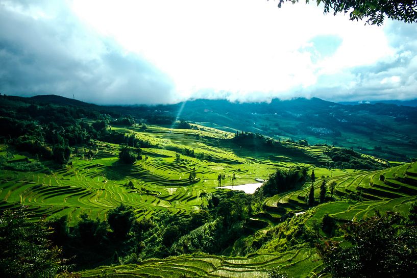 Green rice fields in Yunan, China by André van Bel