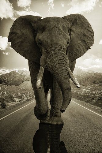Elefant auf US-Autobahn