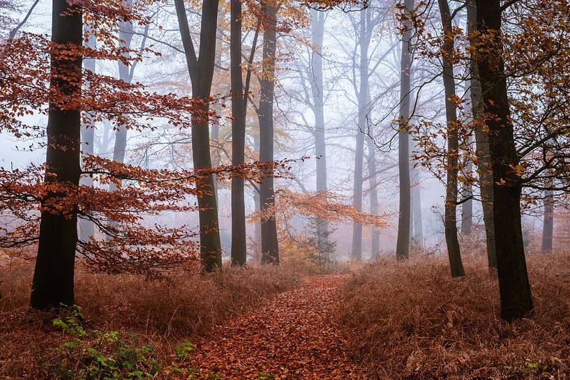 La forêt d'ambre par Tvurk Photography