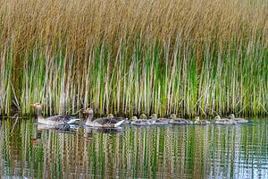 Familie gans von Joost Lagerweij