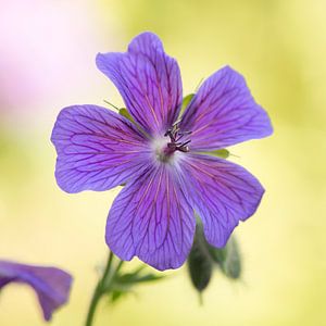 Blauwe geranium