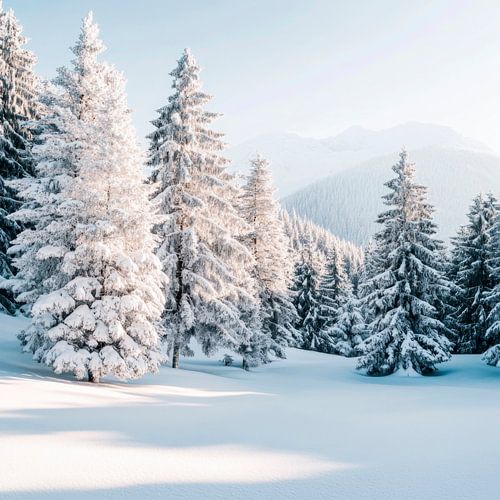 Winterboslandschap
