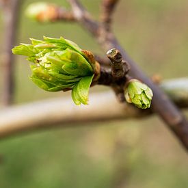 uitlopende bladeren aan een boom sur E.M Hak