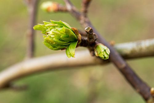 uitlopende bladeren aan een boom