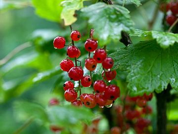 red currants by Bo Valentino
