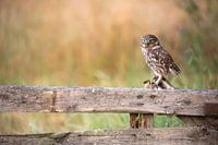 Little Owl