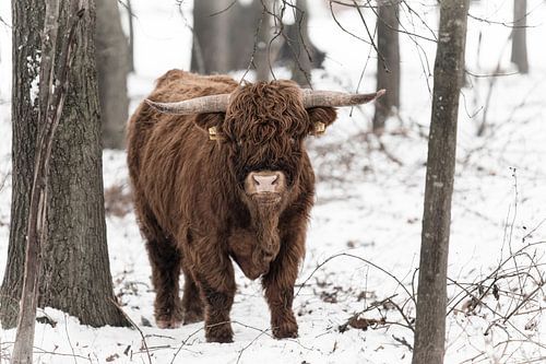 Scottish Highlander in a snowy landscape