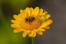 crab spider on the prowl by Hans-Jürgen Janda