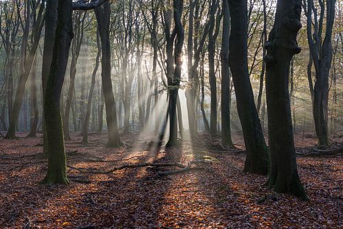 Crepusculaire stralen in een herfstig Speulderbos  2