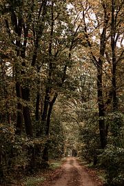 Forest path by Tessa in Focus