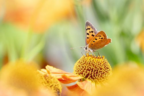 Small fire butterfly by Bé Poolman