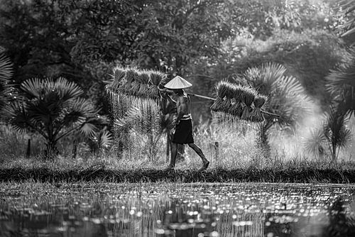 Chinese Rijstboer tijdens Oogst