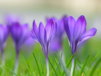 Fields of crocuses