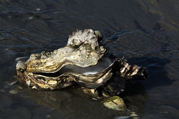 Japanische Austern im Wattenmeer von Meindert van Dijk