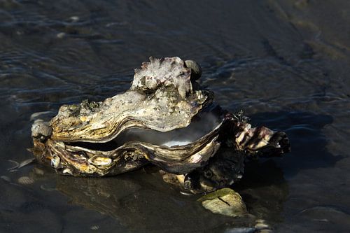 Japanese oysters in the Dutch Wadden Sea.