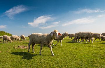 Sheep by Eelke Brandsma