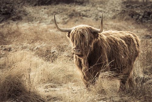 Schotse Hooglander in een uitgestrekt, dor landschap