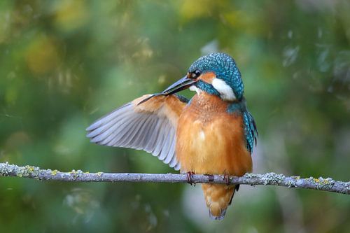 Brushing kingfisher